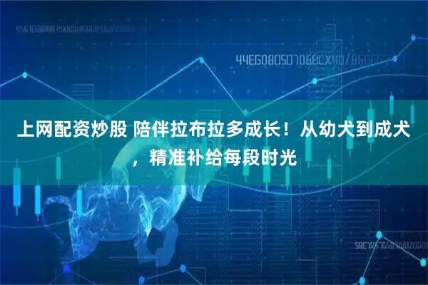 上网配资炒股 陪伴拉布拉多成长！从幼犬到成犬，精准补给每段时光